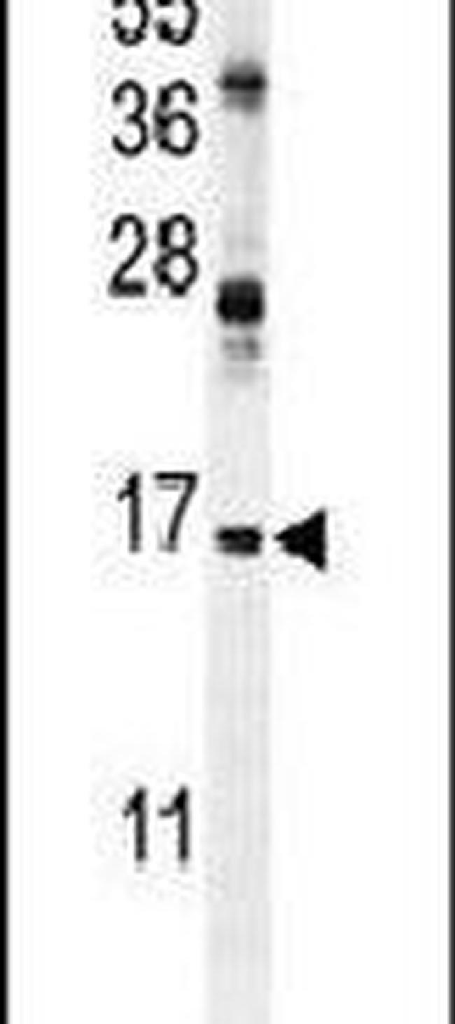 ENSA Antibody in Western Blot (WB)