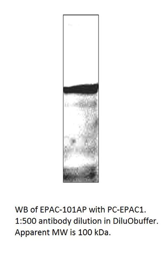 EPAC1 Antibody in Western Blot (WB)