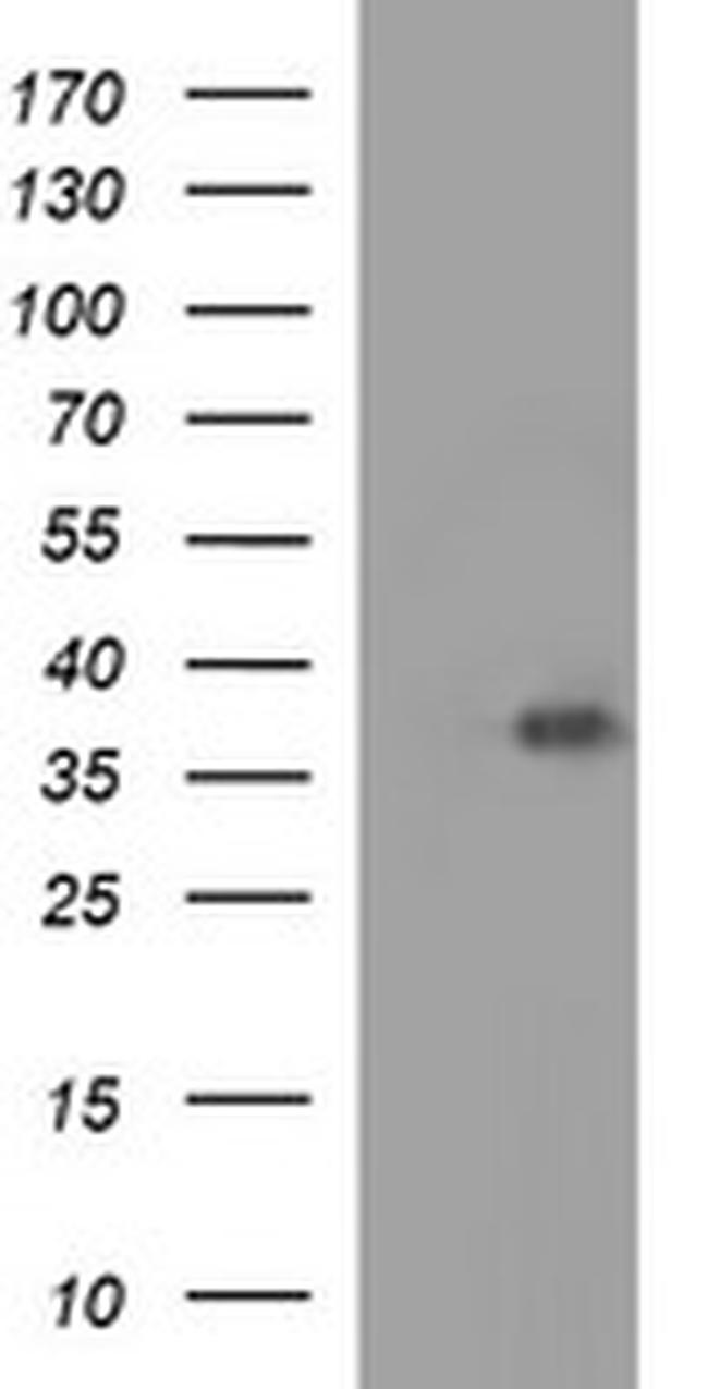 EPCAM Antibody in Western Blot (WB)