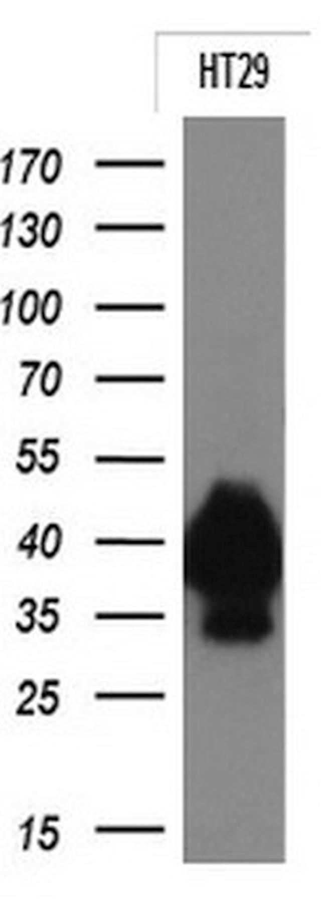 EPCAM Antibody in Western Blot (WB)