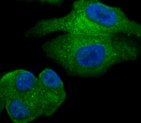 GOLPH3 Antibody in Immunocytochemistry (ICC/IF)