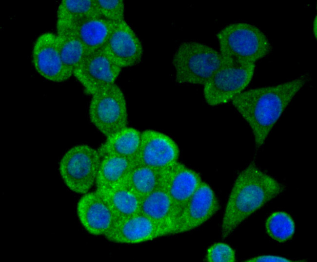 Apolipoprotein A1 Antibody in Immunocytochemistry (ICC/IF)