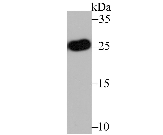 Apolipoprotein A1 Antibody in Western Blot (WB)