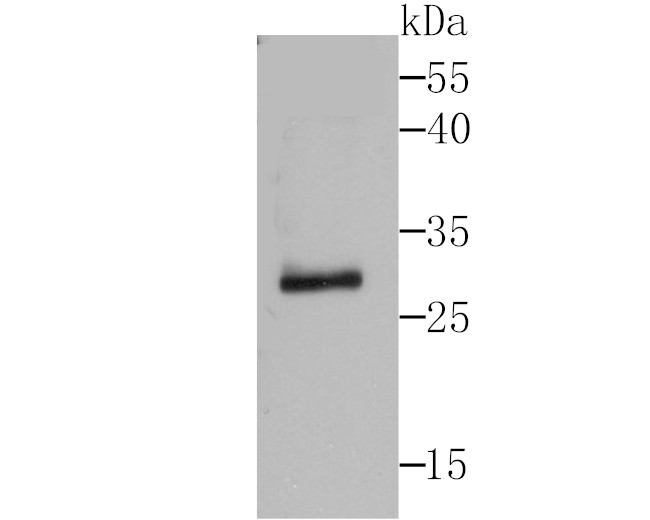 IL-1 alpha Antibody in Western Blot (WB)