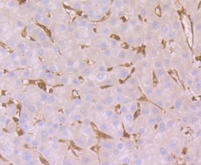 GST3 Antibody in Immunohistochemistry (Paraffin) (IHC (P))
