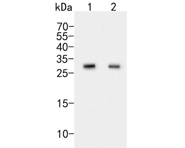CLIC2 Antibody in Western Blot (WB)