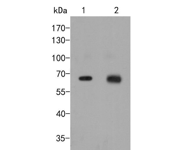 Nucleoporin p62 Antibody in Western Blot (WB)