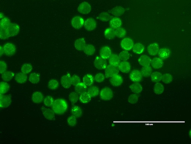 ERBB2 Antibody in Immunocytochemistry (ICC/IF)