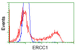 ERCC1 Antibody in Flow Cytometry (Flow)