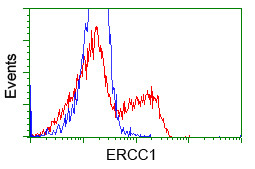 ERCC1 Antibody in Flow Cytometry (Flow)