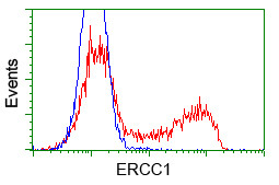 ERCC1 Antibody in Flow Cytometry (Flow)