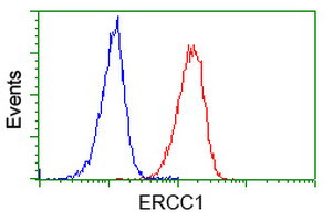 ERCC1 Antibody in Flow Cytometry (Flow)