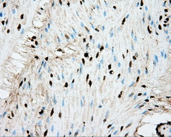 ERCC1 Antibody in Immunohistochemistry (Paraffin) (IHC (P))