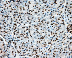 ERCC1 Antibody in Immunohistochemistry (Paraffin) (IHC (P))