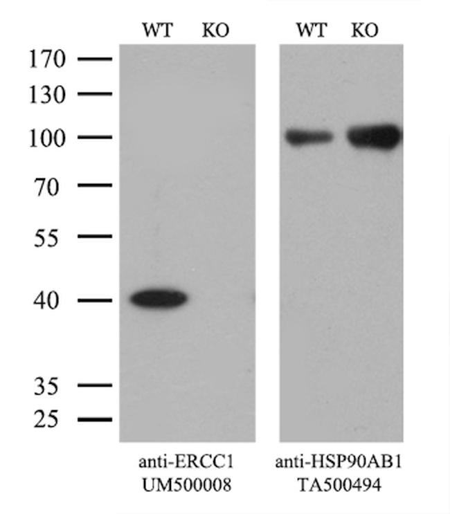 ERCC1 Antibody in Western Blot (WB)