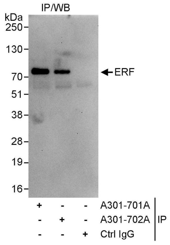 ERF Antibody in Immunoprecipitation (IP)