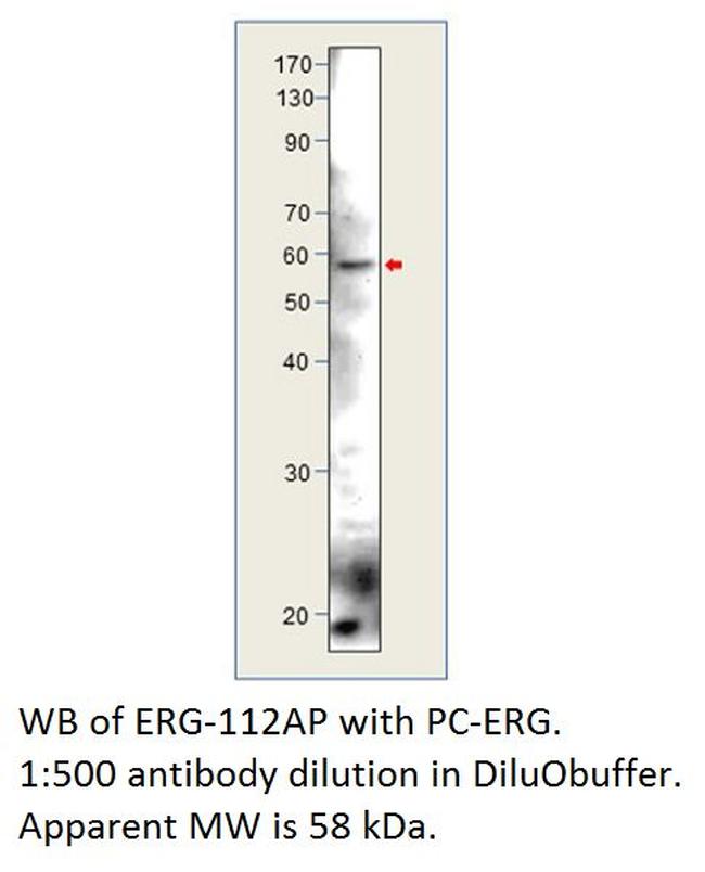 ERG Antibody in Western Blot (WB)