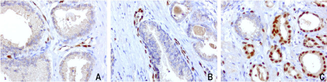 ERG Antibody in Immunohistochemistry (Paraffin) (IHC (P))