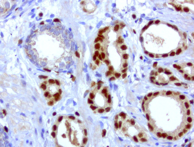 ERG Antibody in Immunohistochemistry (Paraffin) (IHC (P))