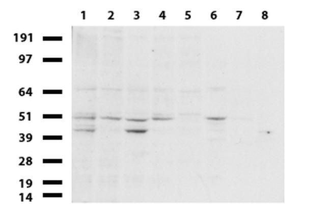 ERG Antibody in Western Blot (WB)