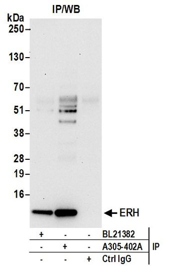 ERH Antibody in Immunoprecipitation (IP)