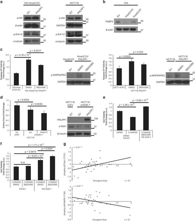 Phospho-ERK1/ERK2 (Thr202, Tyr204) Antibody in Western Blot (WB)