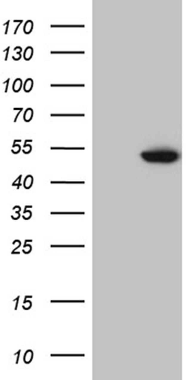 ESRRA Antibody in Western Blot (WB)