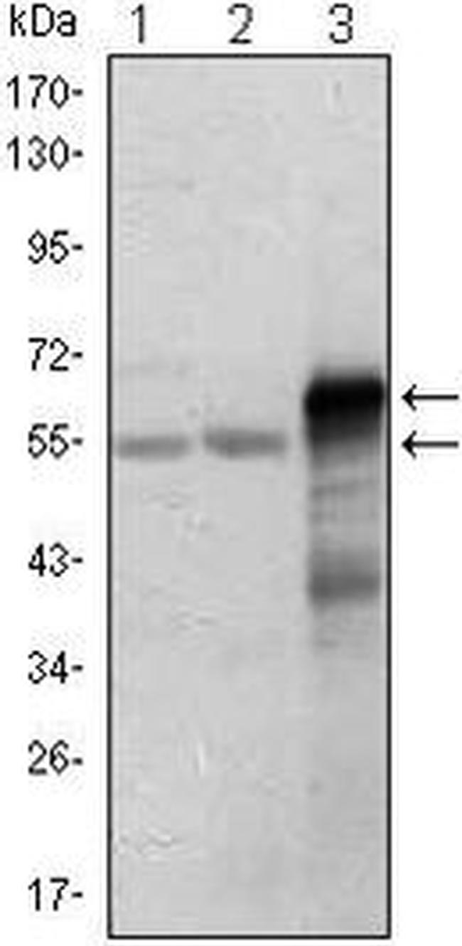 ETS1 Antibody in Western Blot (WB)