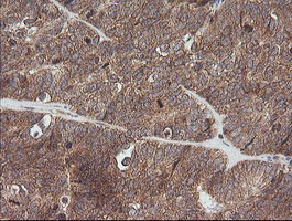 ETS2 Antibody in Immunohistochemistry (Paraffin) (IHC (P))