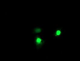 EXOSC7 Antibody in Immunocytochemistry (ICC/IF)