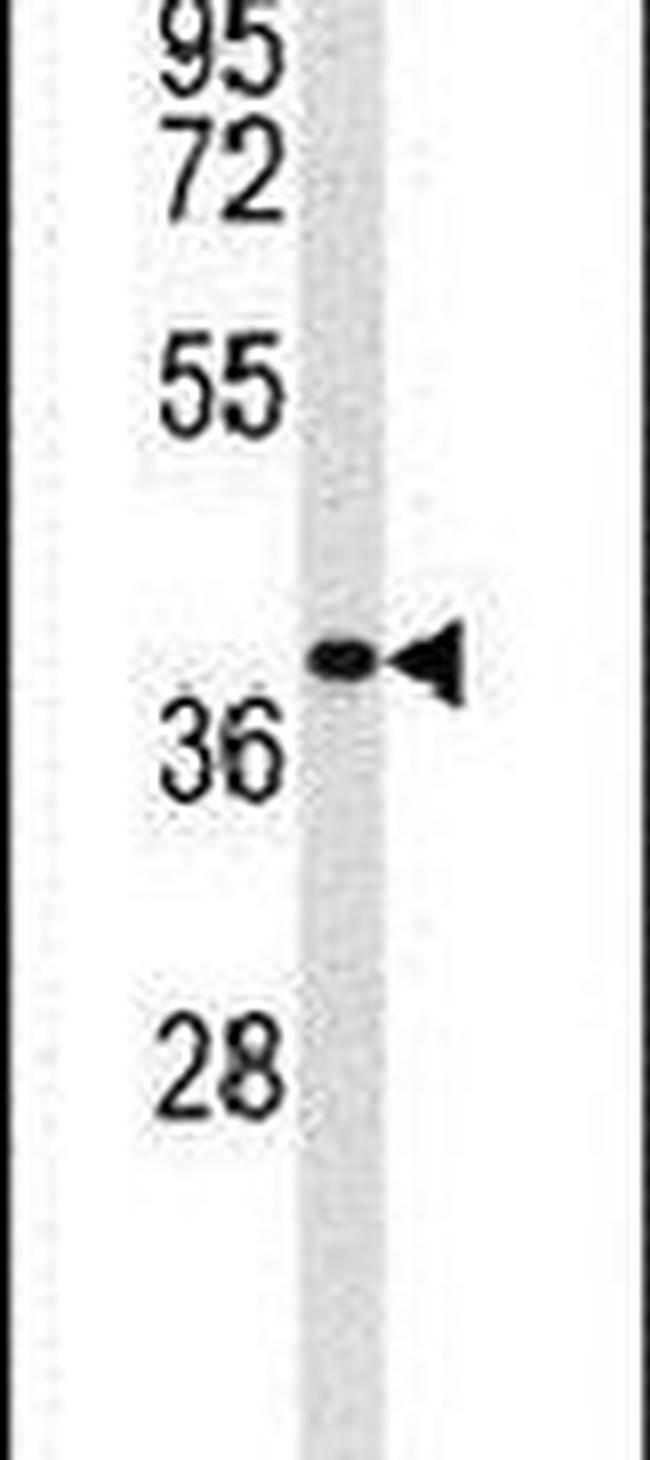 EXTL2 Antibody in Western Blot (WB)