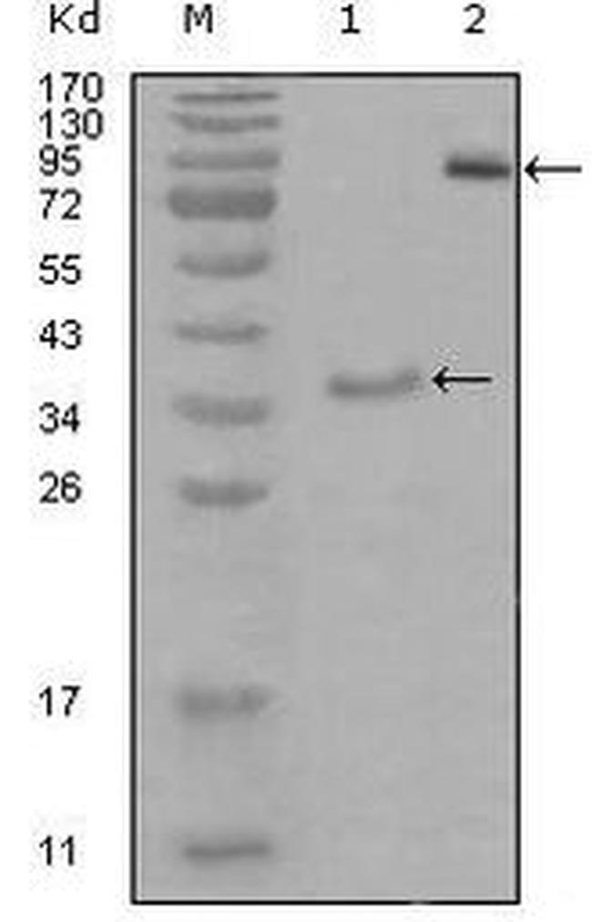 EphA4 Antibody in Western Blot (WB)