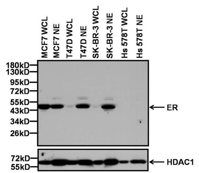 Estrogen Receptor alpha Antibody in Western Blot (WB)