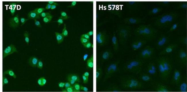 Estrogen Receptor alpha Antibody in Immunocytochemistry (ICC/IF)