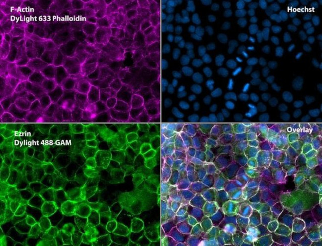 Ezrin Antibody in Immunocytochemistry (ICC/IF)