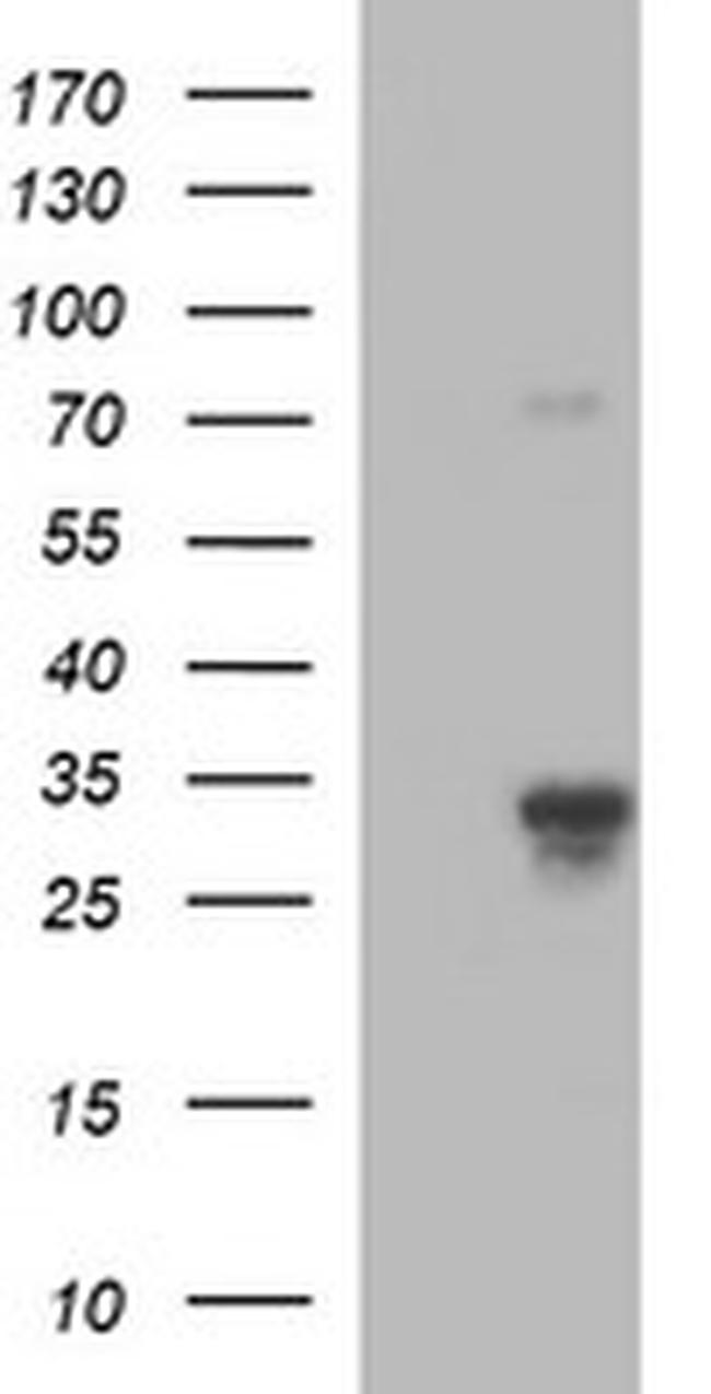 F11R Antibody in Western Blot (WB)