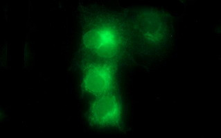 FA2H Antibody in Immunocytochemistry (ICC/IF)