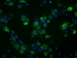 FAHD2A Antibody in Immunocytochemistry (ICC/IF)