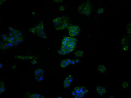 FAHD2A Antibody in Immunocytochemistry (ICC/IF)