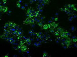 FAHD2A Antibody in Immunocytochemistry (ICC/IF)