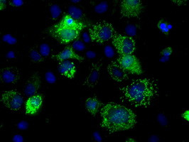 FAHD2A Antibody in Immunocytochemistry (ICC/IF)