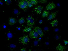 FAHD2A Antibody in Immunocytochemistry (ICC/IF)