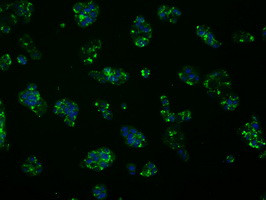 FAHD2A Antibody in Immunocytochemistry (ICC/IF)