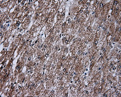 FAHD2A Antibody in Immunohistochemistry (Paraffin) (IHC (P))