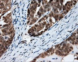 FAHD2A Antibody in Immunohistochemistry (Paraffin) (IHC (P))