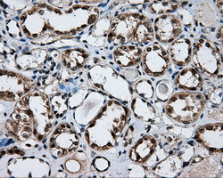 FAHD2A Antibody in Immunohistochemistry (Paraffin) (IHC (P))