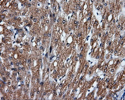 FAHD2A Antibody in Immunohistochemistry (Paraffin) (IHC (P))