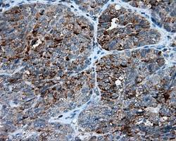 FAHD2A Antibody in Immunohistochemistry (Paraffin) (IHC (P))