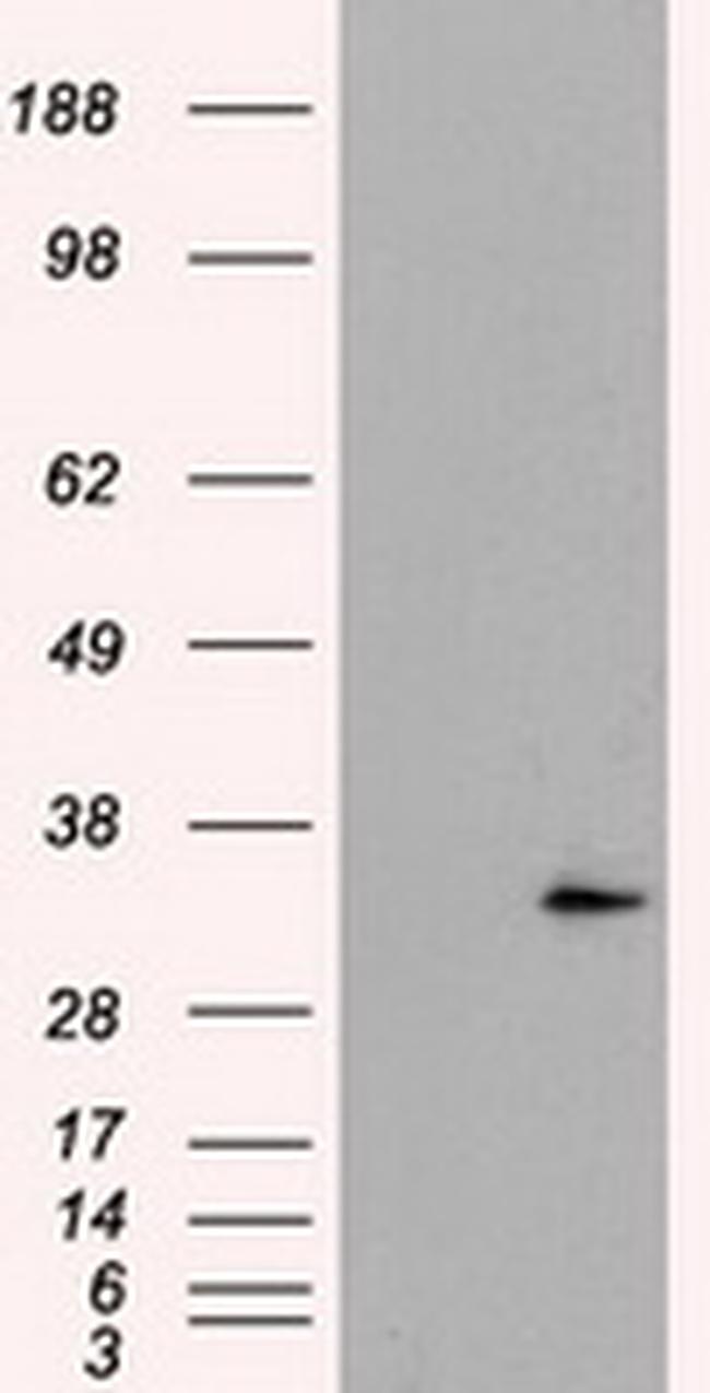 FAHD2A Antibody in Western Blot (WB)