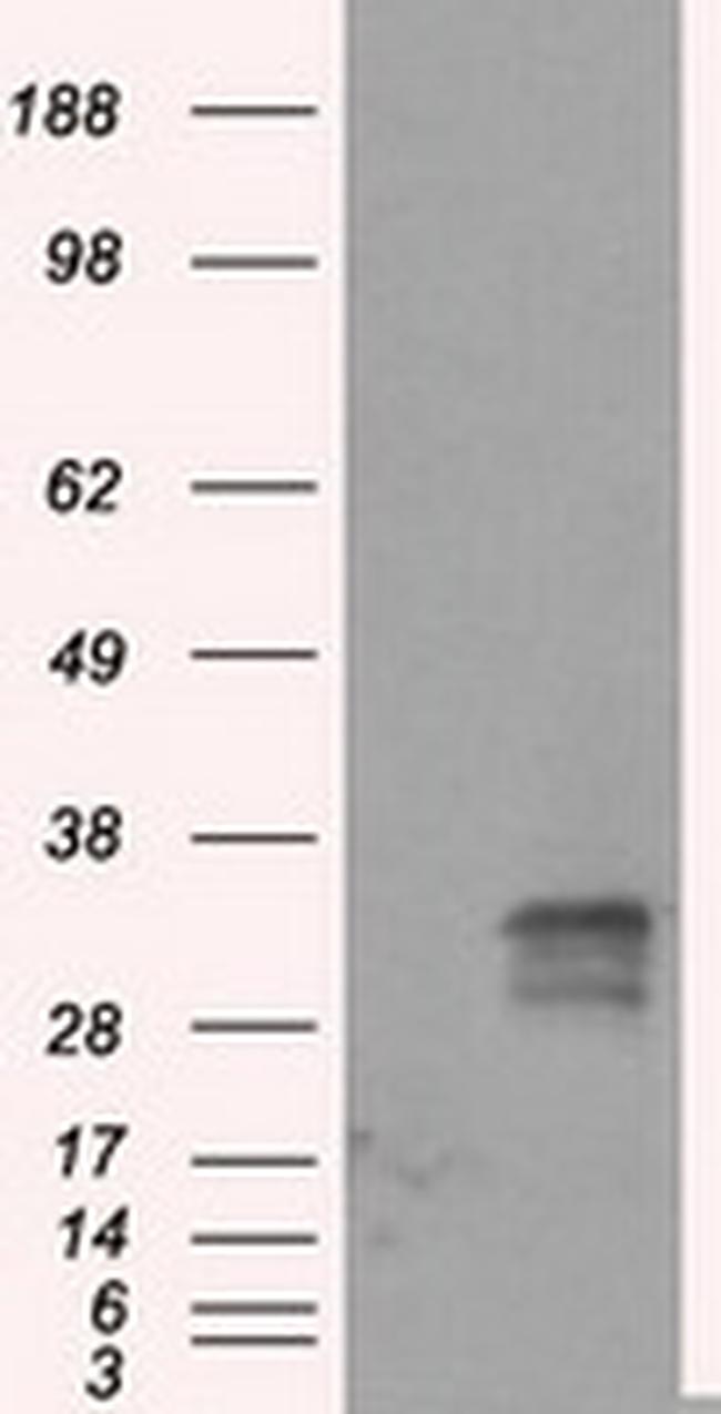 FAHD2A Antibody in Western Blot (WB)